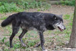 Ein Timberwolf im Zoom Gelsenkirchen.