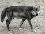 Ein Timberwolf im Zoom Gelsenkirchen.