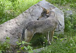 Ein Wolf im Wildtiergebiet von Skansen in Stockholm - Schweden.
