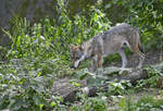 Ein Wolf im Wildtiergebiet von Skansen in Stockholm - Schweden.