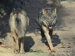 Auf dem Catwalk in der Wolfsanlage im Zoo Barcelona.