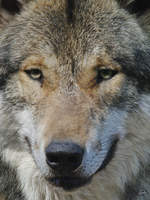 Ein Eurasischer Wolf im Portrait.