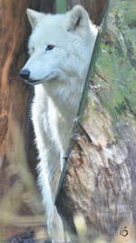 Ein Hudson-Bay-Wolf im Zoo Duisburg.