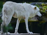 Ein Hudson-Bay-Wolf im Zoo Duisburg.