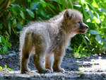 Ein kleiner Hudson-Bay-Wolf im Zoo Duisburg.