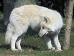 Weißer Wolf (Polarwolf) im Zoo d'Amneville, 26.9.2017 