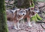 DIE 2 WOLFSRÜDEN IM TIERGARTEN WEILBURG/LAHN  Endlich hatte ich sie am 18.2.2019 mal beide vor der Linse,die zwei Wolfsrüden im TIERGARTEN WEILBURG/LAHN...