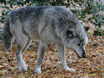 Ein Timberwolf Ende Oktober 2013 im Zoom Gelsenkirchen.