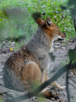 Ein Goldschakal Ende August 2019 im Wildpark Rosegg.