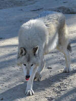 Ein Wolf in seinem Revier.