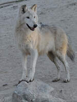 Ein aufmerksamer Wolf Mitte Dezember 2010 im Zoo Madrid.