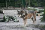 Eurasischer Wolf (Canis lupus lupus) am 13.12.2009 im Tierpark Berlin.
