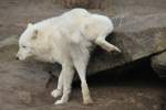 Dieser Polarwolf (Canis lupus arctos) zeigt das gleiche Verhalten wie andere Rden, die auf unseren Strassen sich herumtreiben.