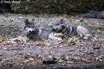 Wolf (Eurasischer Wolf)