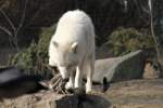 Poarwolf (Canis lupus arctos) bei der Nahrungsaufnahme.