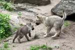 2 Kanadische Wolfswelpen (Polarwlfe - geboren am 30.04.2010) beim spielen im Zoo Berlin