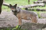 Wolf (Eurasischer Wolf)