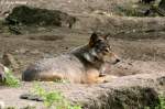 Wolf (Eurasischer Wolf)