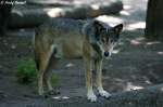 Wolf (Eurasischer Wolf)