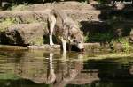 Wolf (Eurasischer Wolf)