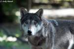 Wolf (Eurasischer Wolf)