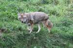 Kojote (Canis latrans) am 18.9.2010 im Zoo Sauvage de Saint-Flicien,QC.
