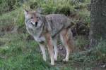 Bald gibt´s was zum Fressen! Kojote (Canis latrans) am 18.9.2010 im Zoo Sauvage de Saint-Flicien,QC.