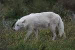 Polarwolf am 25.9.2010 im Toronto Zoo.