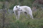 Polarwolf am 25.9.2010 im Toronto Zoo.