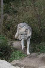 Grauwolf am 26.9.2010 im Jungle Cat World Wildlife Park in Orono,Ont.
