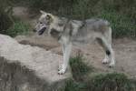 Grauwolf am 26.9.2010 im Jungle Cat World Wildlife Park in Orono,Ont.