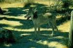 Im Jahr 1998 begegnete ich diesem Kojoten im Joshua Tree National Park in den USA und konnte ihn als Dia fotografieren