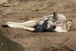 Eurasischer Wolf (Canis lupus lupus) im Tierpark Berlin.