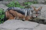 Schabrackenschakal (Canis mesomelas) am 18.4.2010 im Tierpark Berlin.