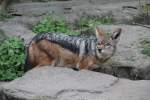 ngstlicher Schabrackenschakal (Canis mesomelas) am 18.4.2010 im Tierpark Berlin.