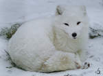 Ein Polarfuchs