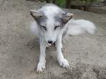 Ein Polarfuchs im Rostocker Zoo am 19.08.2018