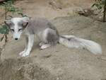 Ein Polarfuchs im Rostocker Zoo am 19.08.2018