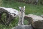 Polarfuchs oder Eisfuchs (Alopex lagopus) am 13.9.2010 im Toronto Zoo.