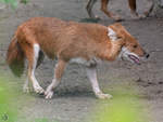 Ein Rothund oder auch Asiatischer Wildhund Anfang April 2017 im Zoo Dresden.