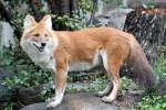 Rothund oder auch Asiatischer Wildhund (Cuon alpinus) am 13.9.2010 im Zoo Toronto.