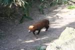 Ein ruheloser Waldhund (Speothos venaticus) am 30.3.2008 in der Wilhelma.