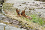 Waldhunde (Speothos venaticus) im Tierpark Kolmrden in Schweden.