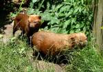 Waldhunde am 12.06.2009 in Wilhelma/Stuttgart