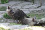 Schabrackenhyne (Parahyaena brunnea) im Tierpark Berlin.