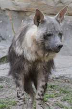 Schabrackenhyne (Parahyaena brunnea) im Tierpark Berlin.