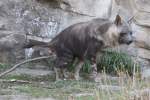 Schabrackenhyne (Parahyaena brunnea) im Tierpark Berlin.