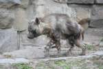 Schabrackenhyne (Parahyaena brunnea) am 13.12.2009 im Tierpark Berlin.