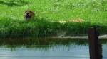 Der Gepard versteckt sich im Gras des Serengetiparks, 9.9.15
