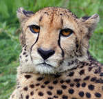 Gepard